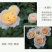 灌木月季朱丽叶花苗欧月浓香英国奥斯汀切朱玫瑰阳台庭院盆地