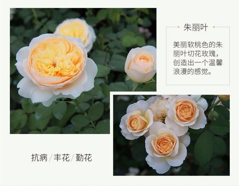 灌木月季朱丽叶花苗欧月浓香英国奥斯汀切朱玫瑰阳台庭院盆地