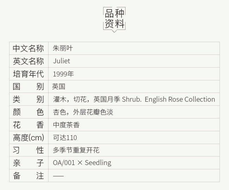 灌木月季朱丽叶花苗欧月浓香英国奥斯汀切朱玫瑰阳台庭院盆地