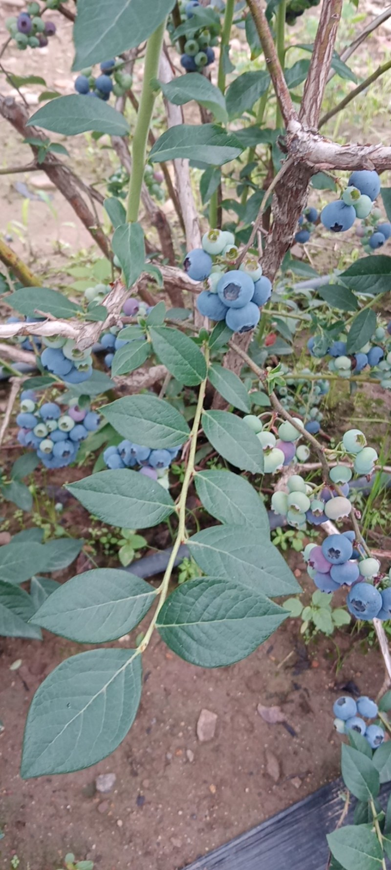暖棚，冷棚，陆地蓝莓都有，期待咱们合作