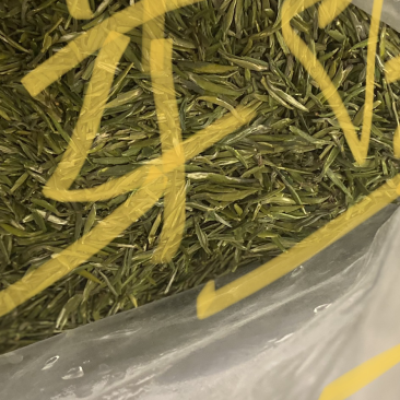 明前翠芽