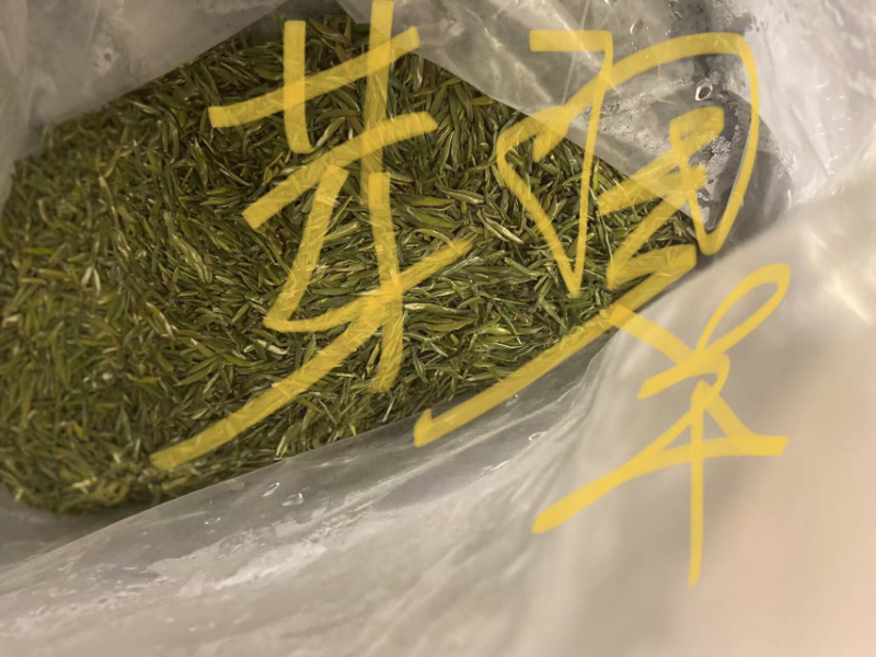 明前翠芽