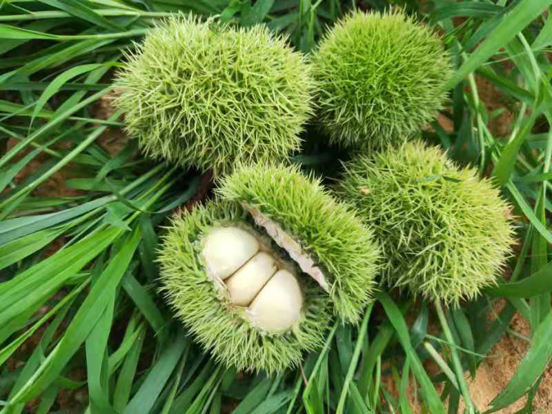 毛栗子实物图