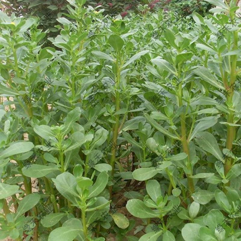 荷兰马齿苋种子直立马齿汗马蜂菜四季种植生长速度快耐热
