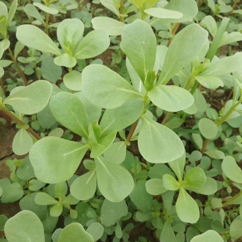 荷兰马齿苋种子直立马齿汗马蜂菜四季种植生长速度快耐热