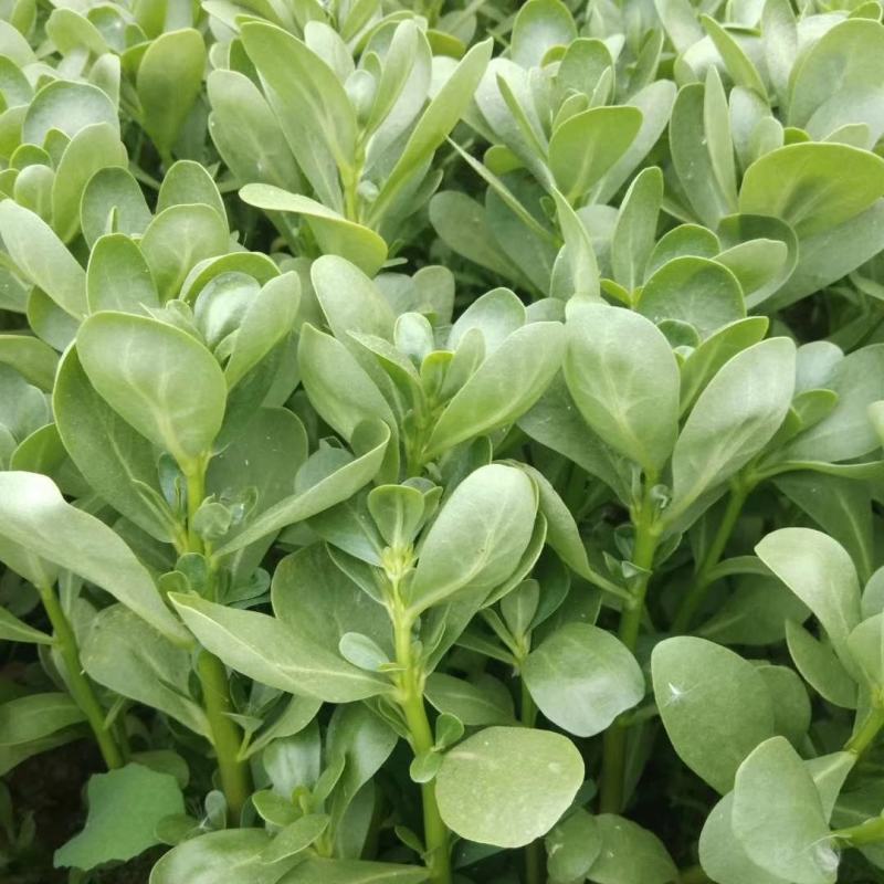 荷兰马齿苋种子直立马齿汗马蜂菜四季种植生长速度快耐热