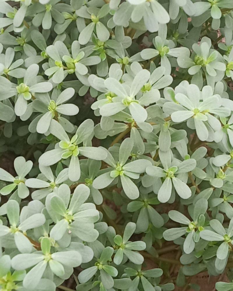 马齿笕