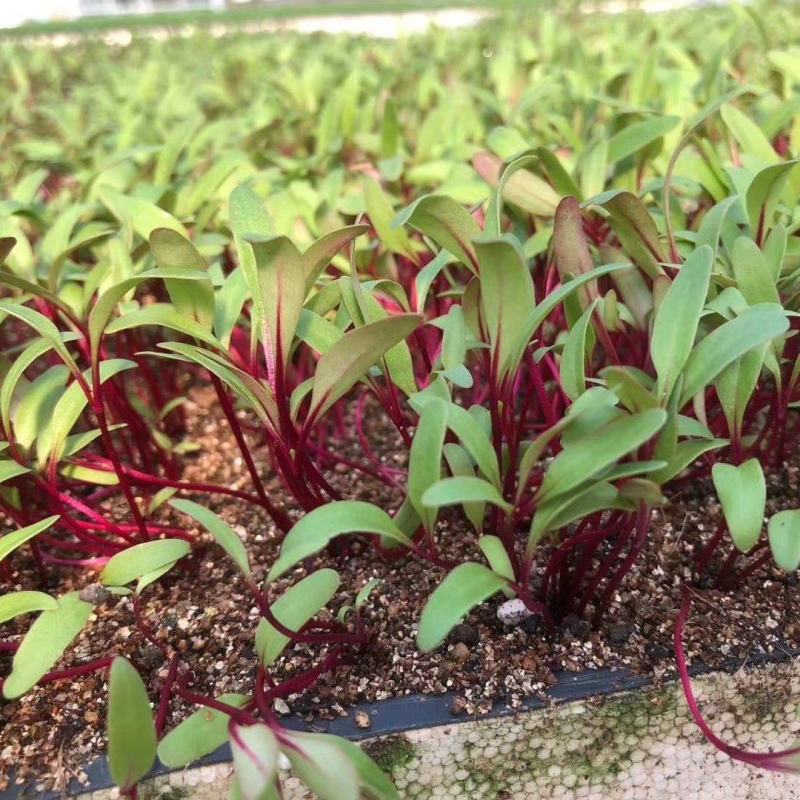 红根达菜种子红叶甜菜种籽牛皮菜种籽红梗菜四季耐寒蔬菜种