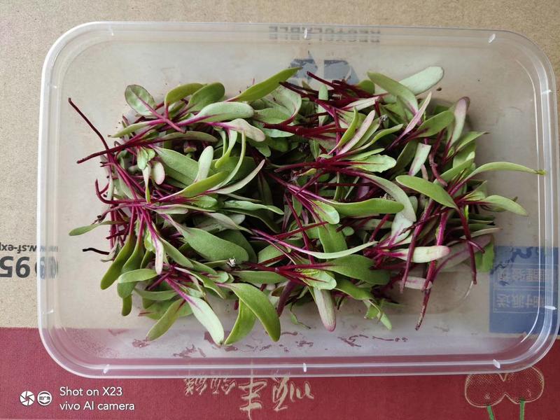 红根达菜种子红叶甜菜种籽牛皮菜种籽红梗菜四季耐寒蔬菜种
