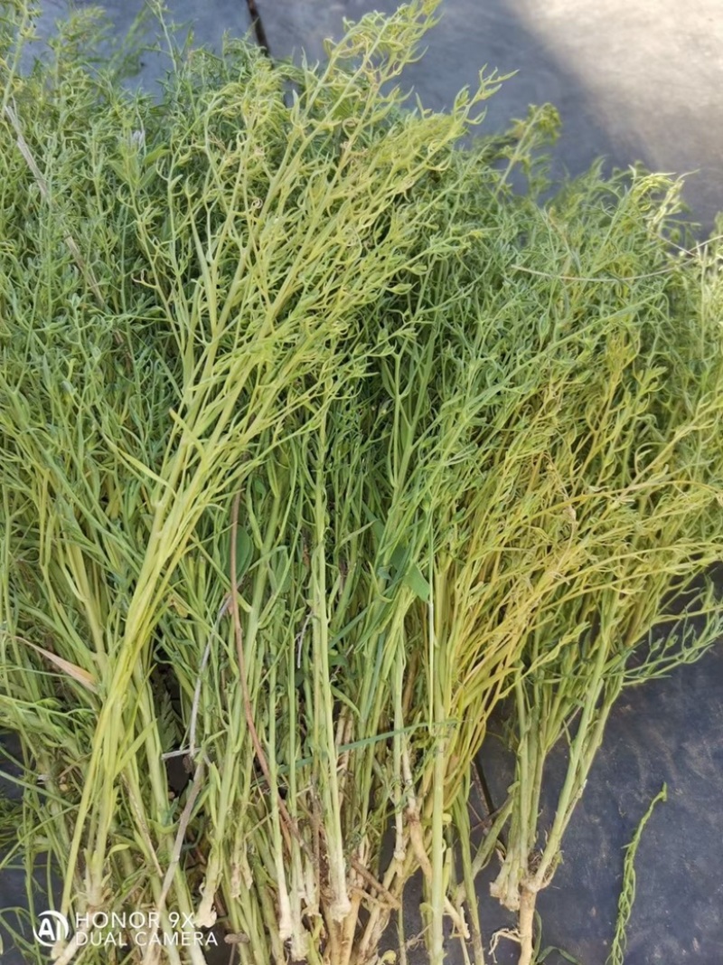 出售小米草种子新种子