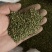 出售小米草种子新种子