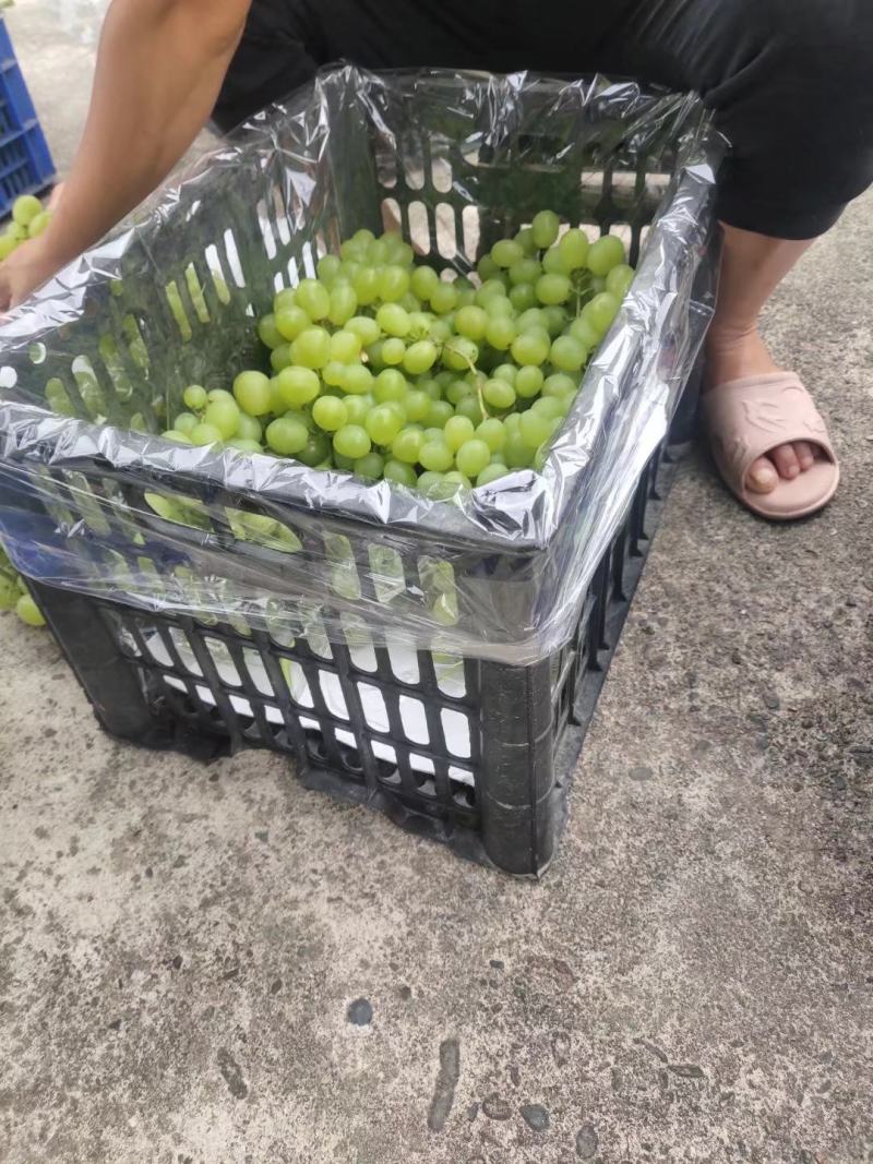 资源县的青提维多利亚已上市，欢迎各地老板前来选购