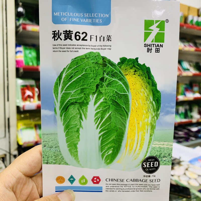 秋黄62白菜种子早熟内叶金黄，球叶合抱黄心大白菜种子