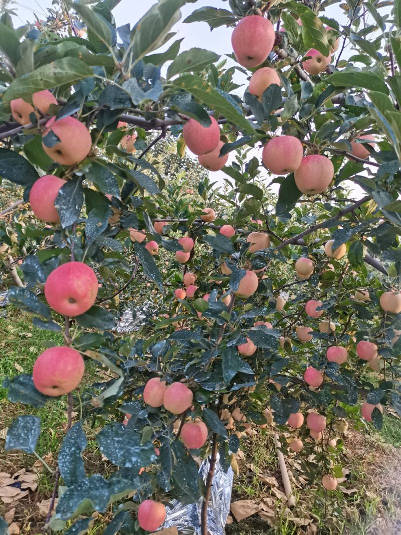 嘎啦苹果，欢迎咨询