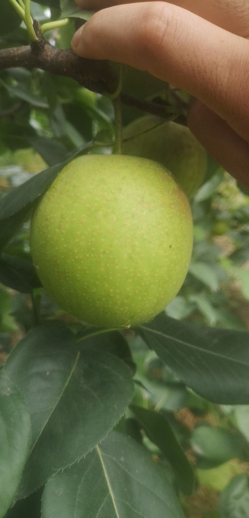 翠冠梨，产地直发，皮薄汁多，甘甜爽口，核小无渣，欢迎采购