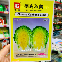 德高秋美黄心大白菜种子商品菜基地专用品种，黄心秋白菜