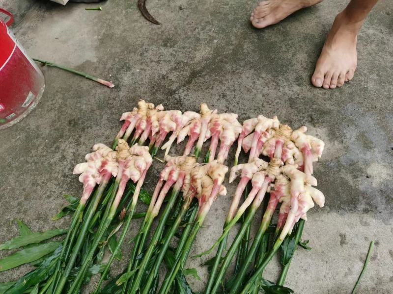 贵州黔南惠水红牙姜，小黄姜