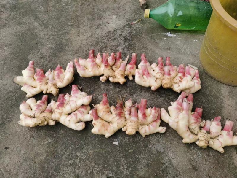 贵州黔南惠水红牙姜，小黄姜