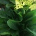 大叶精品菠菜