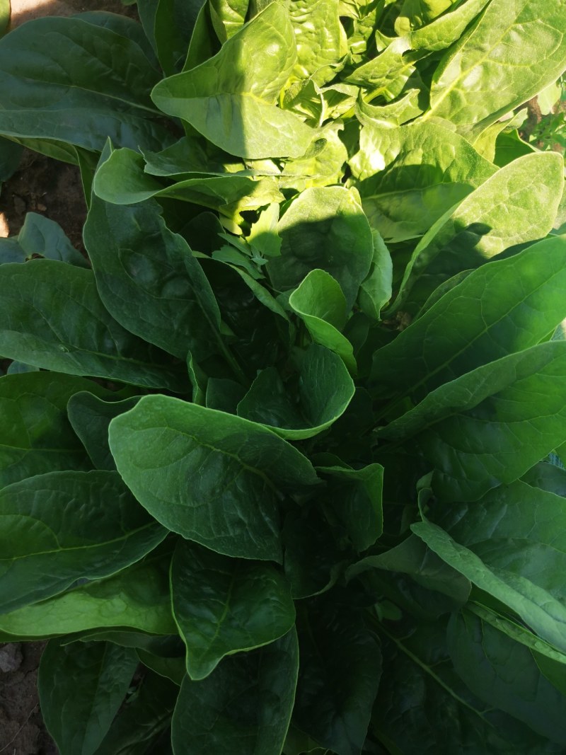 大叶精品菠菜
