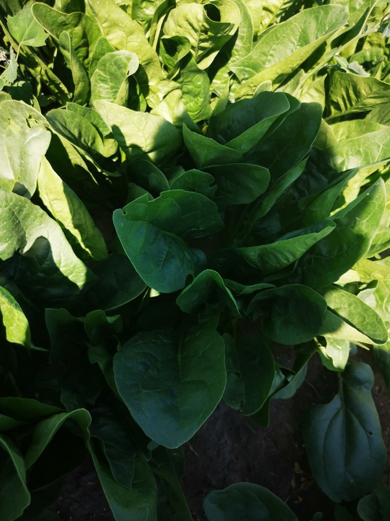 大叶精品菠菜