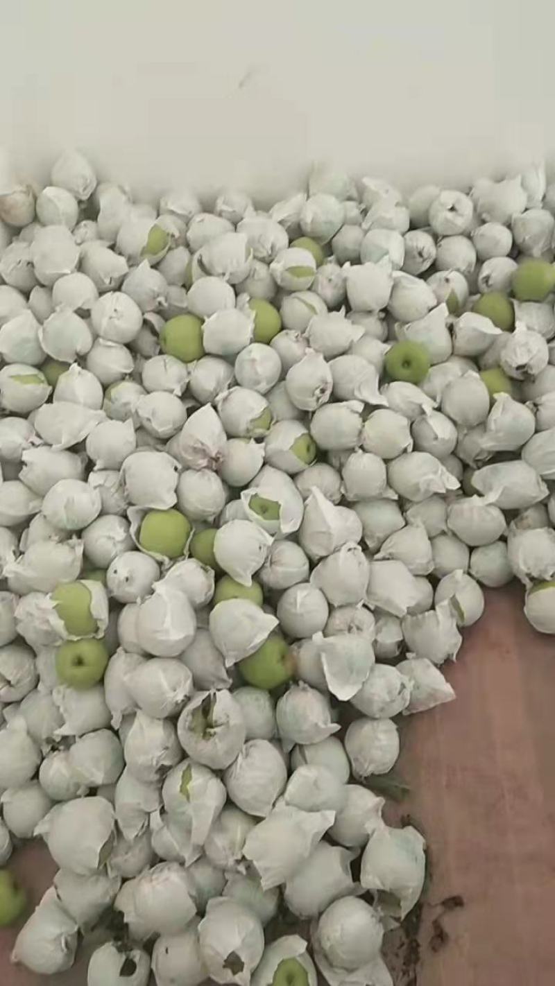 青苹果一手货源产地直发欢迎各位老板来购