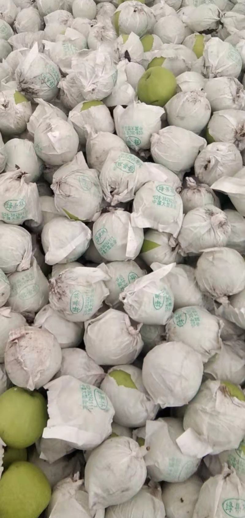 青苹果一手货源产地直发欢迎各位老板来购