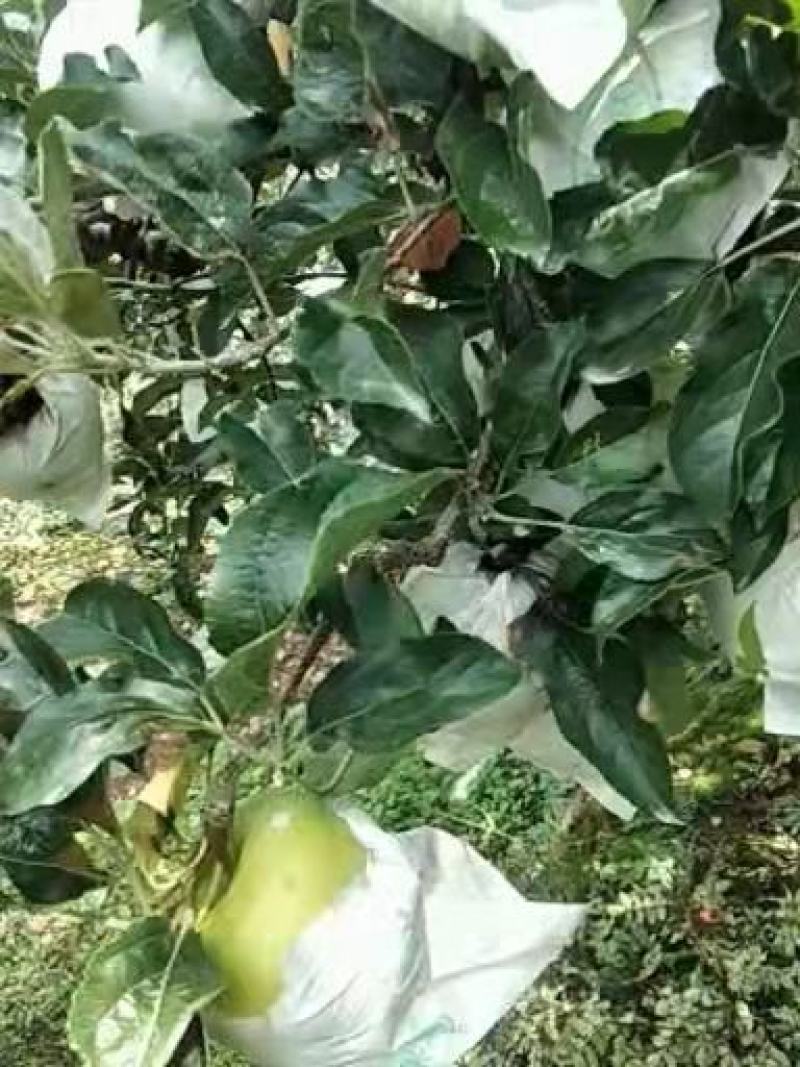 青苹果一手货源产地直发欢迎各位老板来购