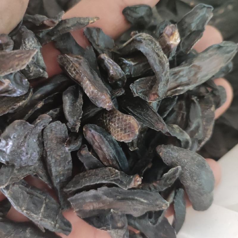 蛞蝓鼻涕虫新货需要下单就可以了