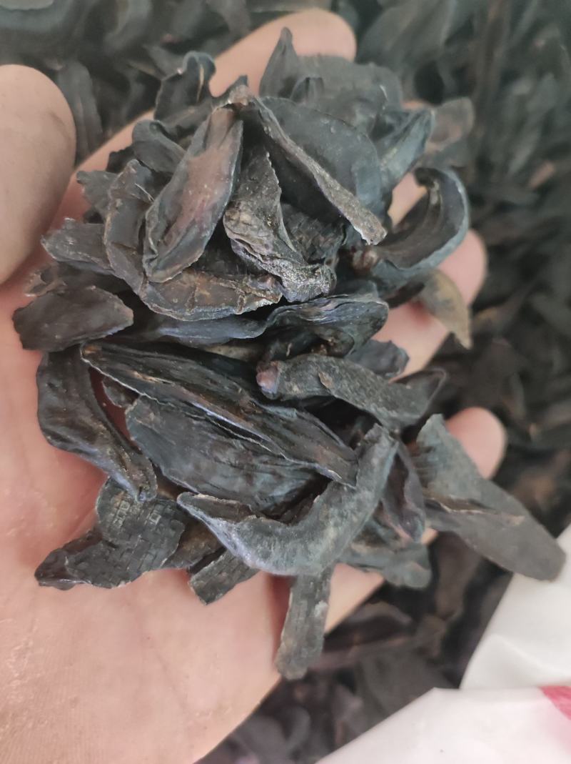 蛞蝓鼻涕虫新货需要下单就可以了