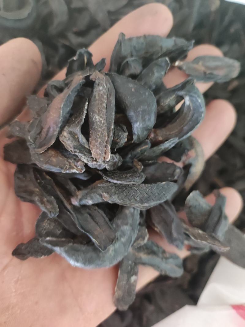 蛞蝓鼻涕虫新货需要下单就可以了