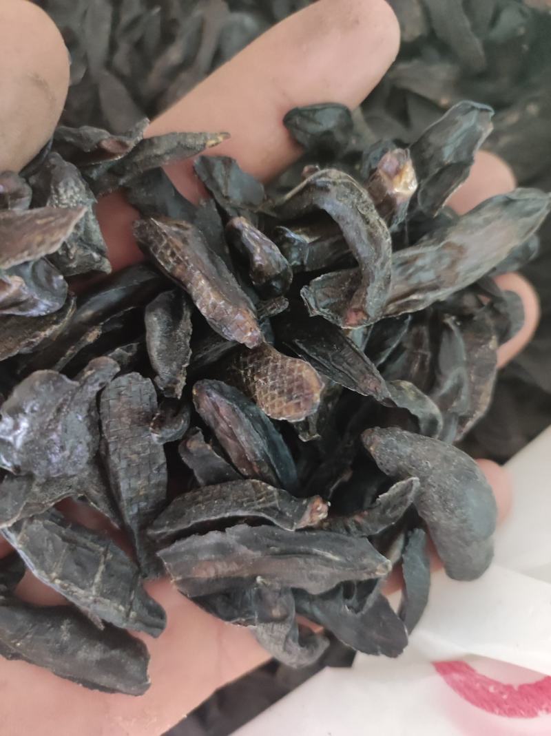蛞蝓鼻涕虫新货需要下单就可以了
