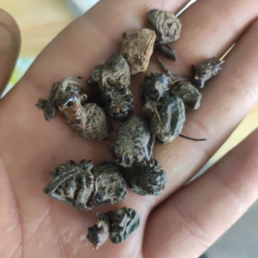 蜘蛛黑蜘蛛个大货干数量有限先到先得不满意可以退换