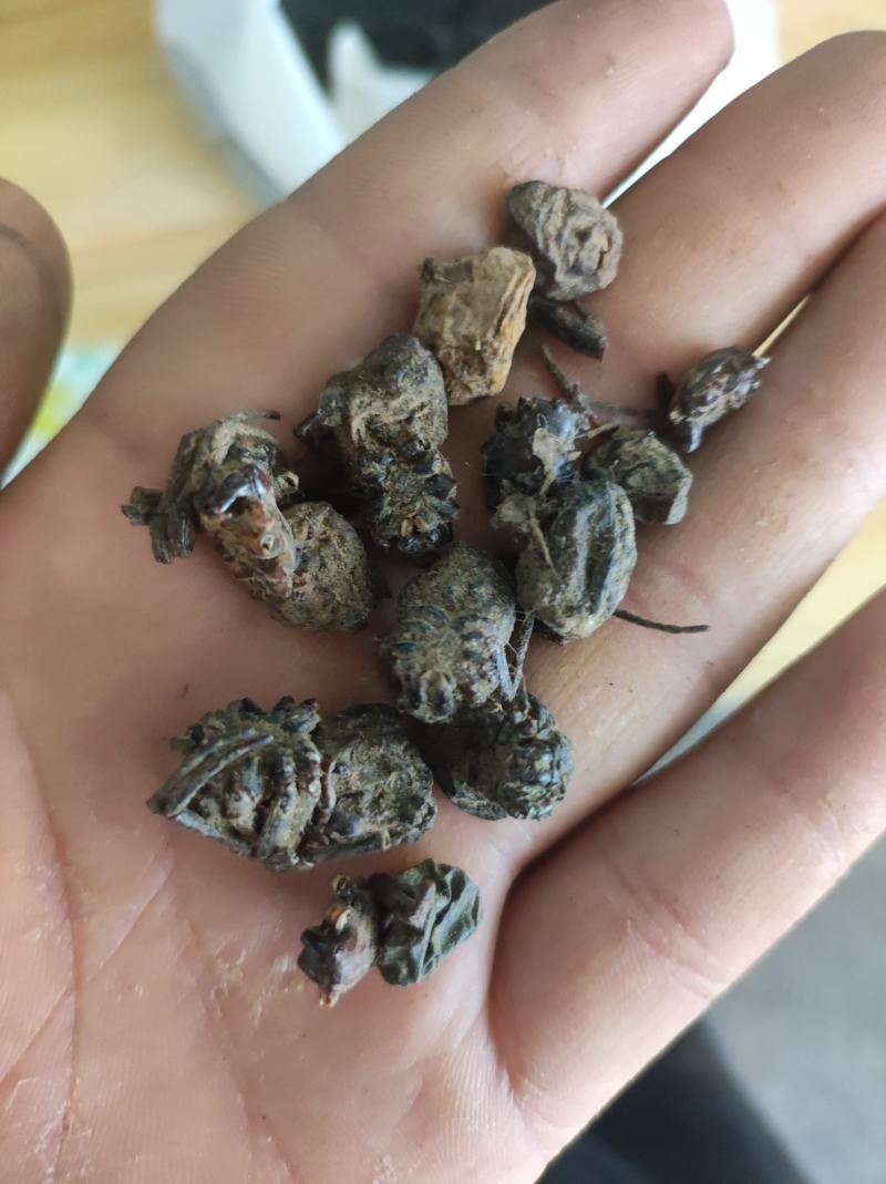 蜘蛛黑蜘蛛个大货干数量有限先到先得不满意可以退换