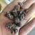 蜘蛛黑蜘蛛个大货干数量有限先到先得不满意可以退换