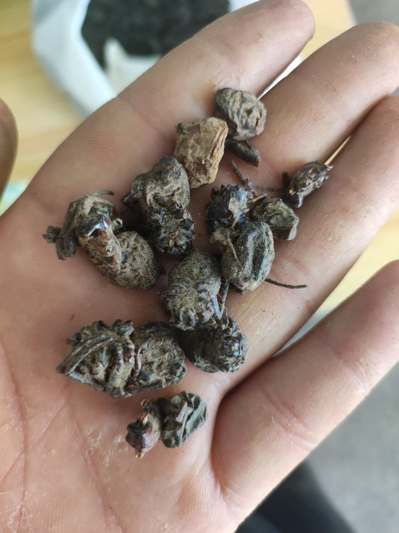 蜘蛛黑蜘蛛个大货干数量有限先到先得不满意可以退换