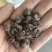 蜘蛛黑蜘蛛个大货干数量有限先到先得不满意可以退换