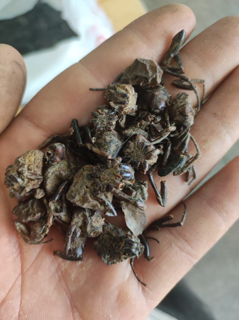 蜘蛛黑蜘蛛个大货干数量有限先到先得不满意可以退换