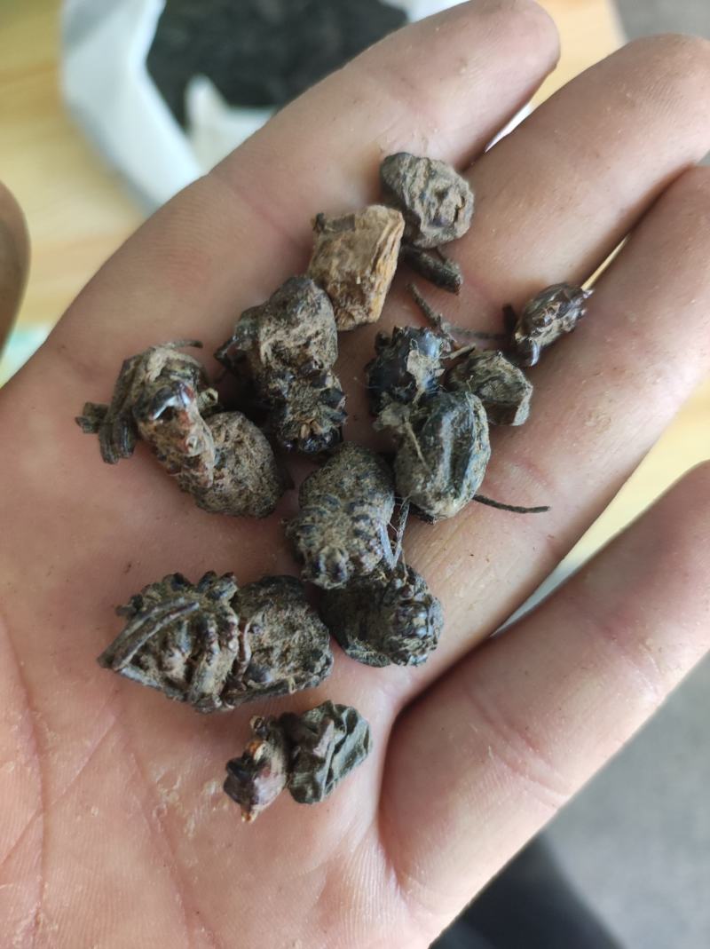 蜘蛛黑蜘蛛个大货干数量有限先到先得不满意可以退换