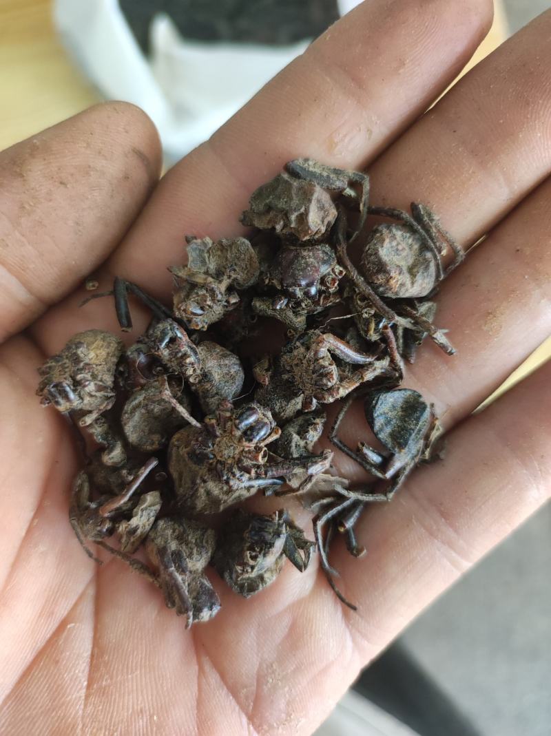 蜘蛛黑蜘蛛个大货干数量有限先到先得不满意可以退换