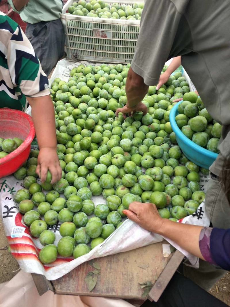 纯甜奈李大量上市了！