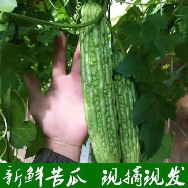 苦瓜，山东苦瓜，产地发货，现摘现发，保证新鲜，欢迎联系