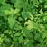 灰灰菜种子食用早熟耐热藜野灰菜灰蓼头草灰藋四季栽