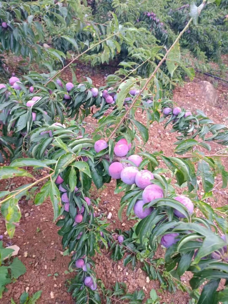 脆红李子，果大，味好，口感清脆，已正式上市