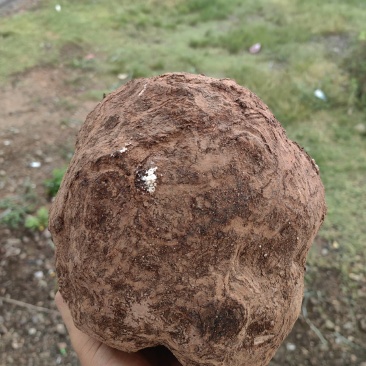 云南现挖鲜新茯苓优质茯苓白茯苓肉质好皮光滑