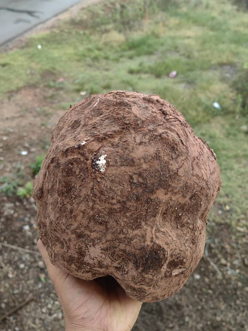 云南现挖鲜新茯苓优质茯苓白茯苓肉质好皮光滑