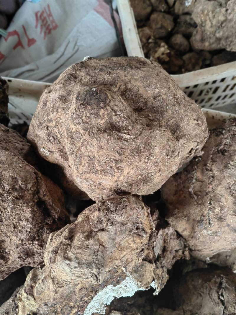 云南现挖鲜新茯苓优质茯苓白茯苓肉质好皮光滑