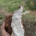 云南现挖鲜新茯苓优质茯苓白茯苓肉质好皮光滑