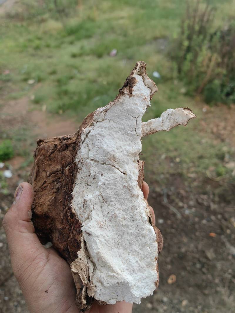 云南现挖鲜新茯苓优质茯苓白茯苓肉质好皮光滑