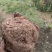 云南现挖鲜新茯苓优质茯苓白茯苓肉质好皮光滑